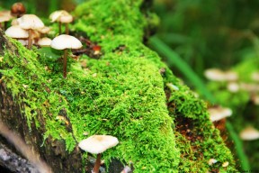 世界短跑全球教练网络：经验分享加速教学提升，世界短跑比赛