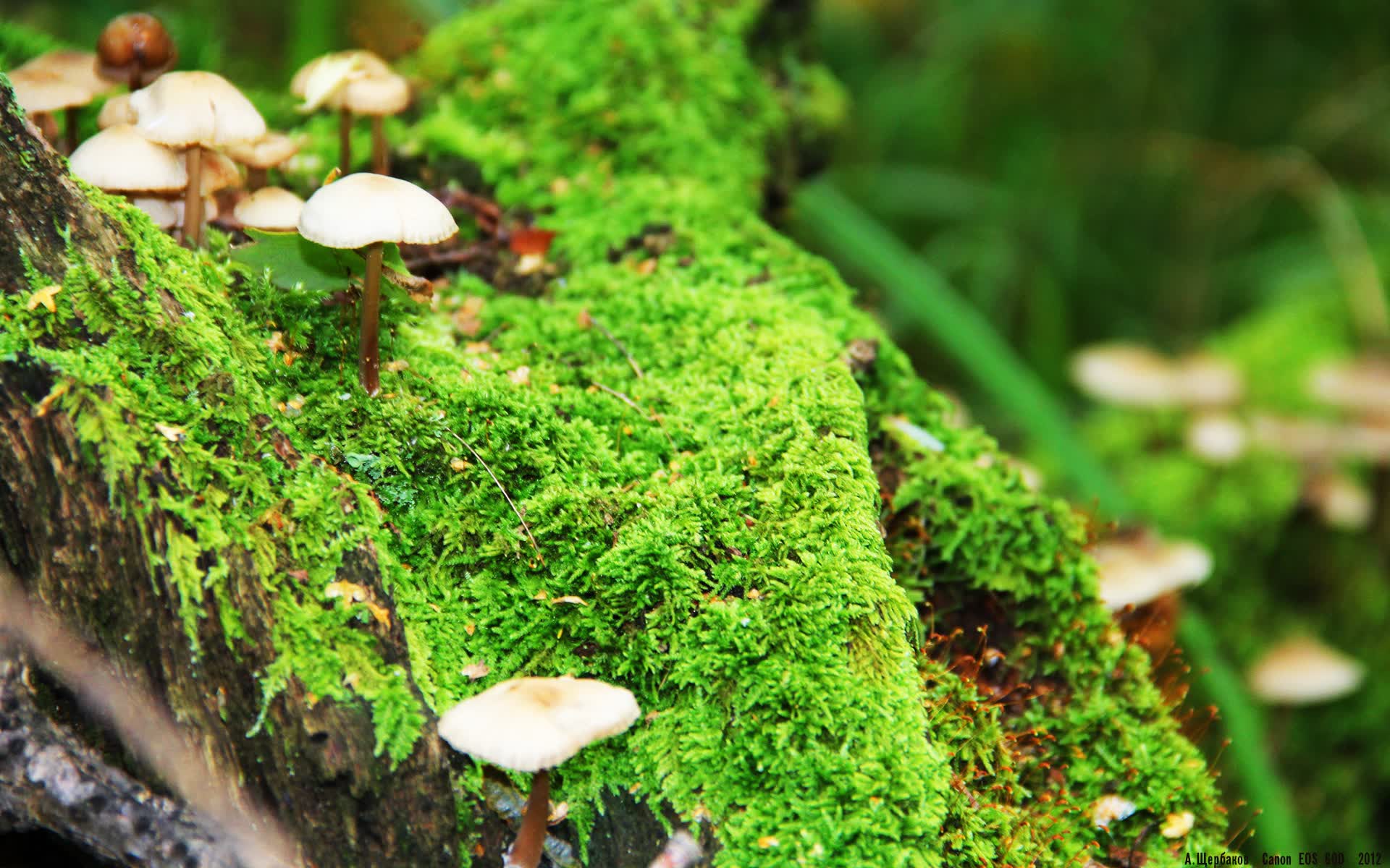 世界短跑全球教练网络：经验分享加速教学提升，世界短跑比赛